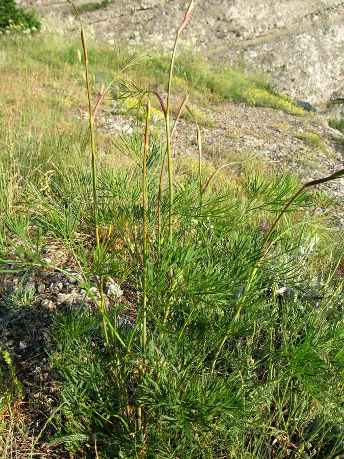 Image of Peucedanum tauricum specimen.