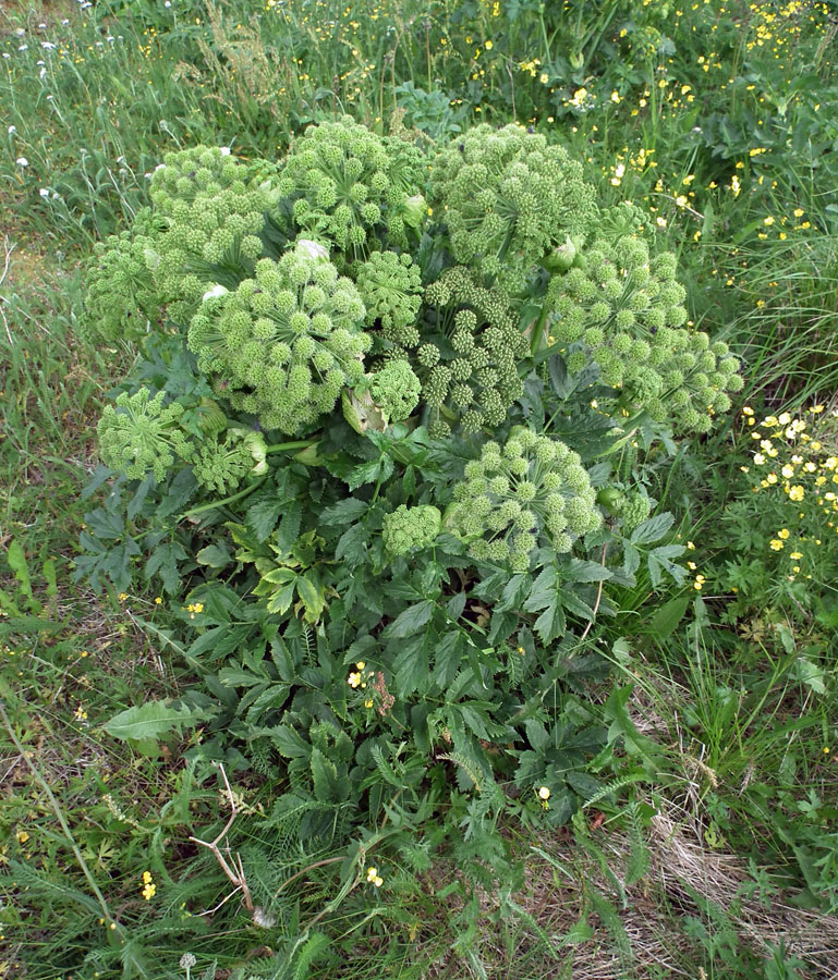 Изображение особи Archangelica officinalis.