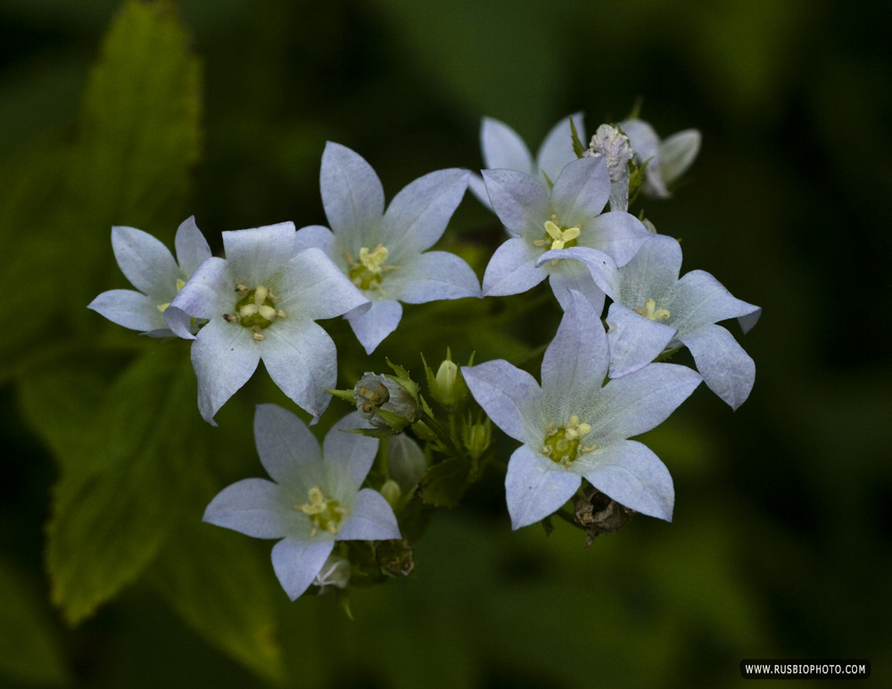 Image of Gadellia lactiflora specimen.