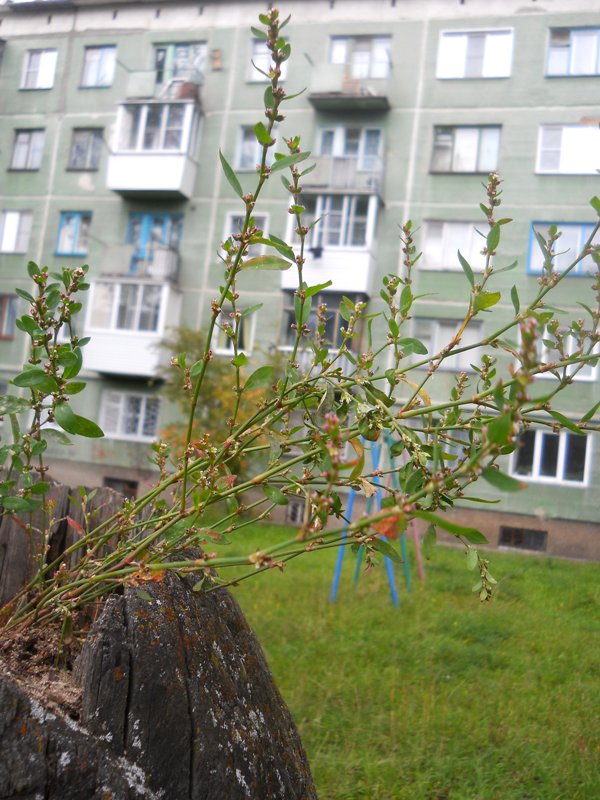 Image of Polygonum aviculare specimen.