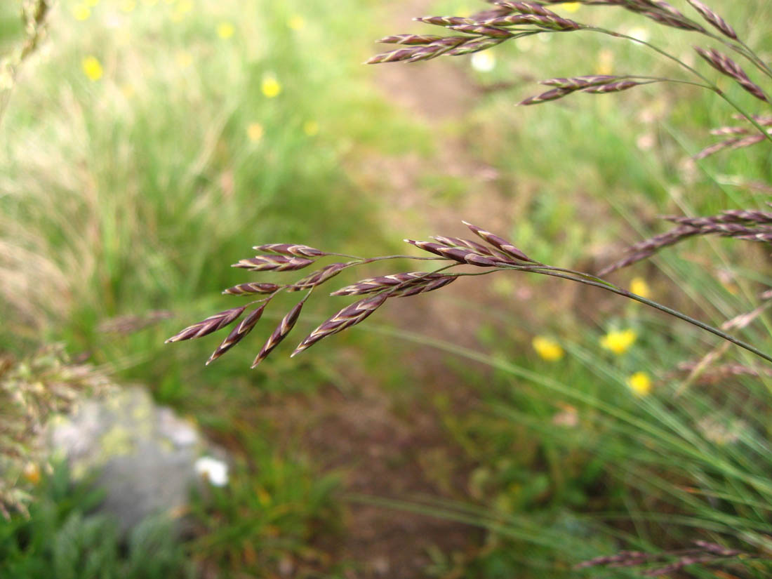 Изображение особи Festuca woronowii.