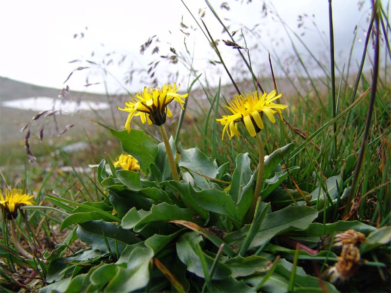 Image of Taraxacum stevenii specimen.