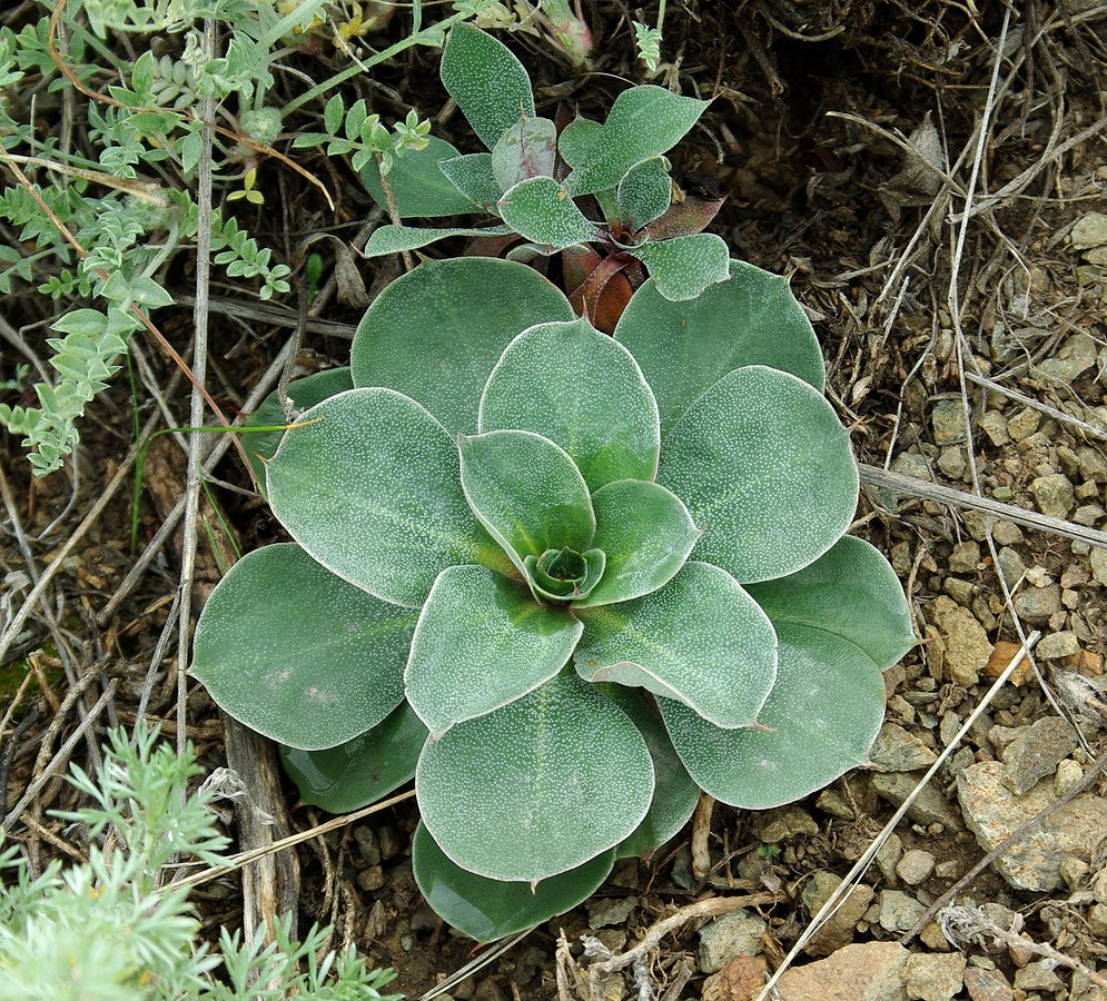 Изображение особи Goniolimon speciosum.