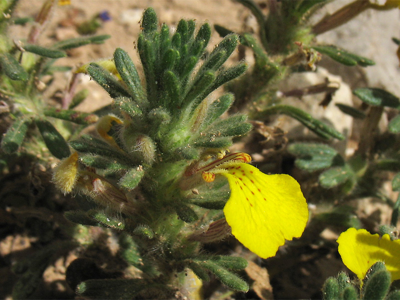 Image of Ajuga chia specimen.