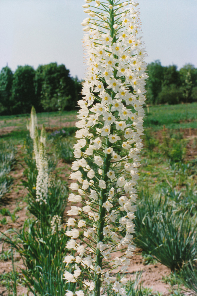 Image of genus Eremurus specimen.