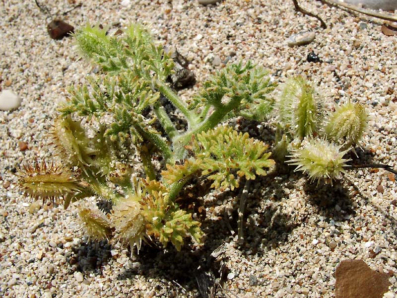 Image of Pseudorlaya pumila specimen.