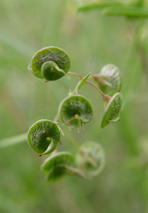 Image of Medicago cancellata specimen.