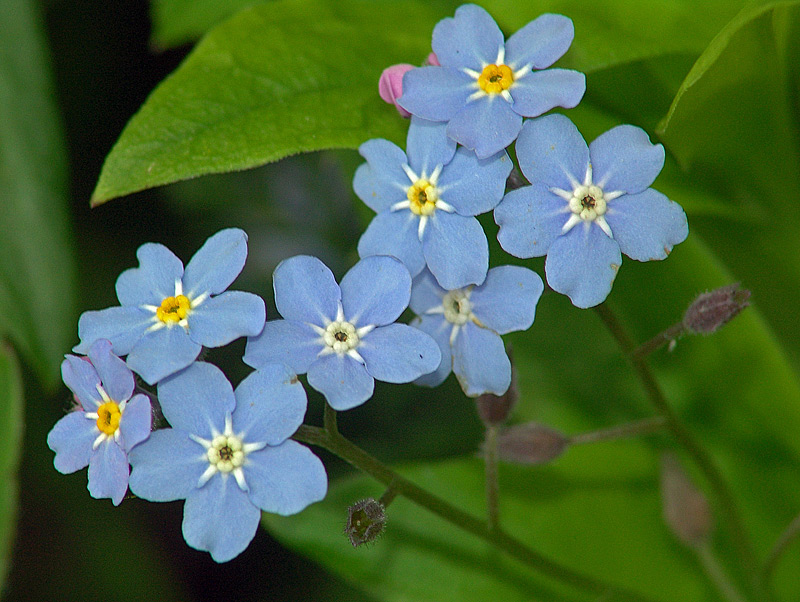 Image of Myosotis sylvatica specimen.