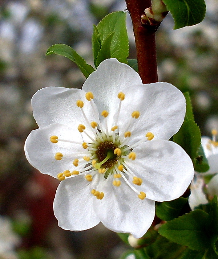 Изображение особи Prunus cerasifera.