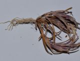 Parapholis marginata. Выкопанное цветущее растение. Израиль, Герцлия, в зоне забрызга Средиземного моря. 26.04.2012.