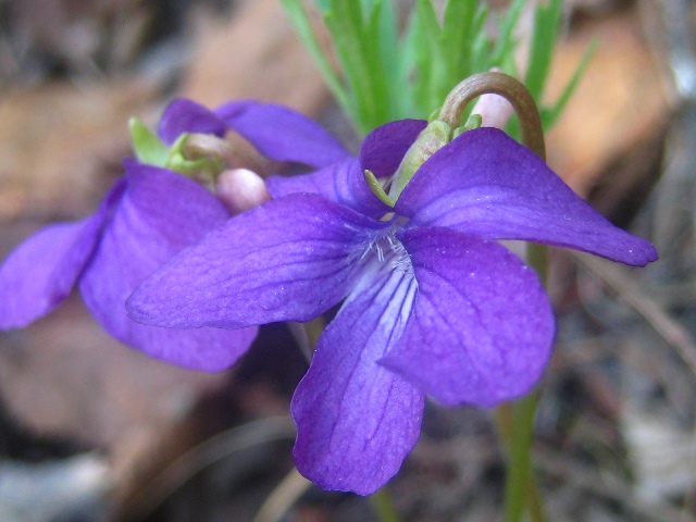 Image of Viola dissecta specimen.