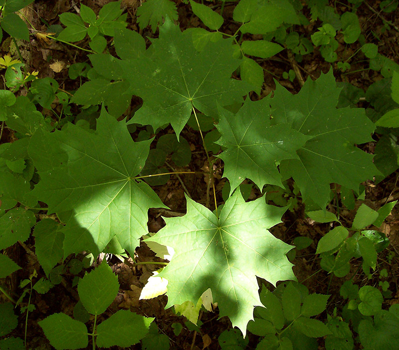 Image of Acer platanoides specimen.