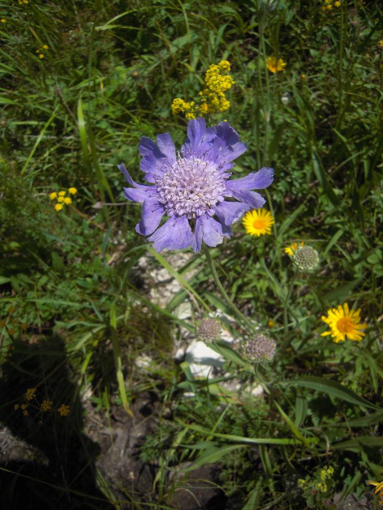 Image of Lomelosia caucasica specimen.