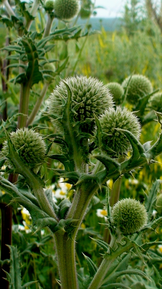 Изображение особи род Echinops.