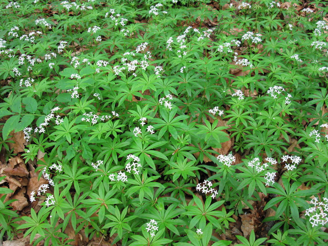 Изображение особи Galium odoratum.