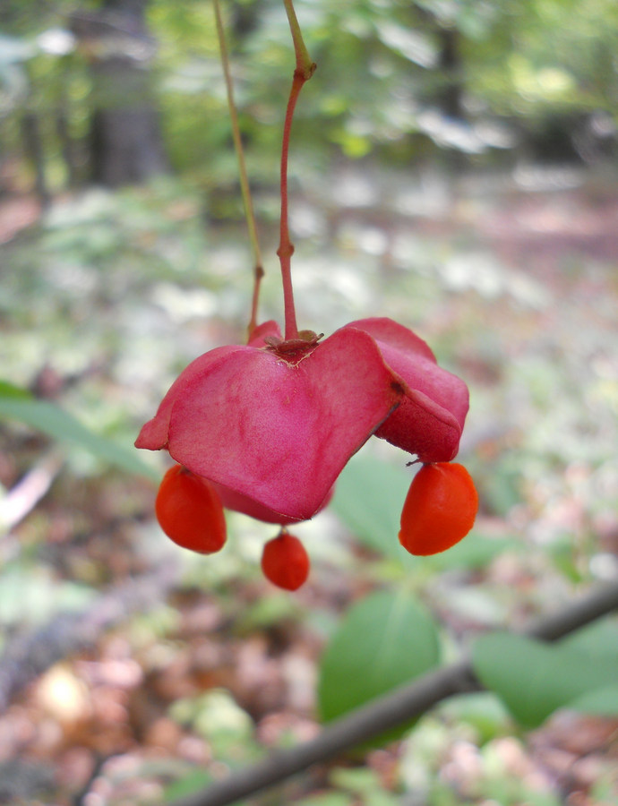 Image of Euonymus latifolius specimen.