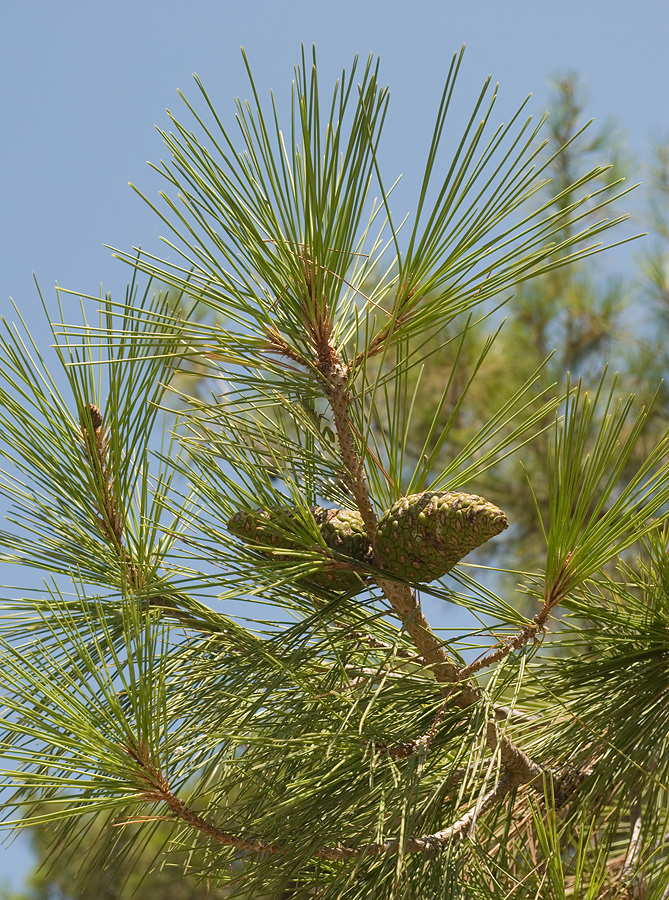 Image of Pinus brutia specimen.