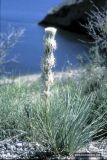 Asphodeline taurica