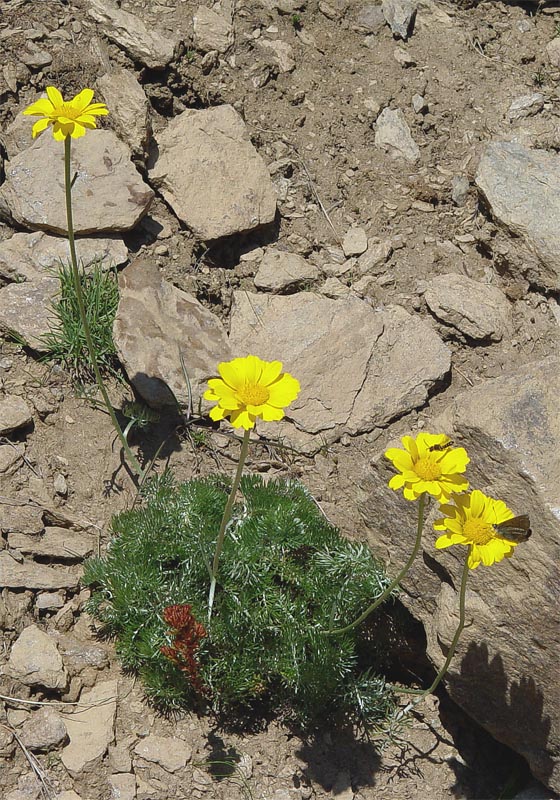 Image of Anthemis marschalliana ssp. pectinata specimen.