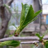 Cerasus vulgaris. Часть веточки с молодыми листьями. Свердловская обл., окр. г. Североуральск, дачный участок. 27.05.2012.