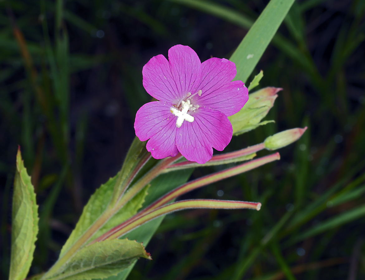 Image of Epilobium hirsutum specimen.