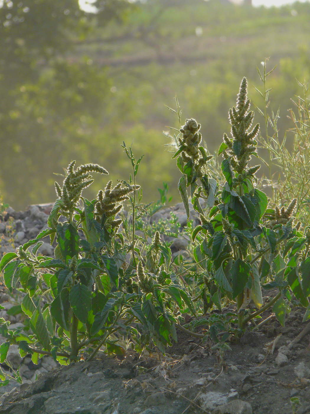 Image of Amaranthus retroflexus specimen.