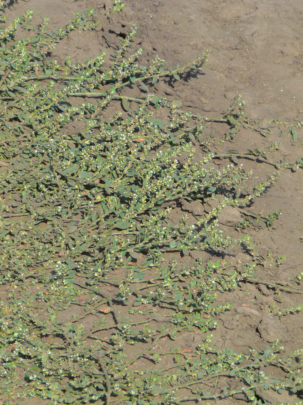 Image of Polygonum arenastrum specimen.