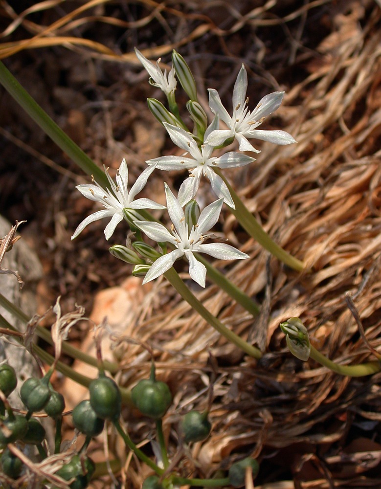 Изображение особи Vagaria parviflora.