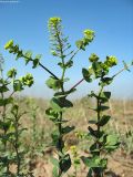 Lepidium perfoliatum