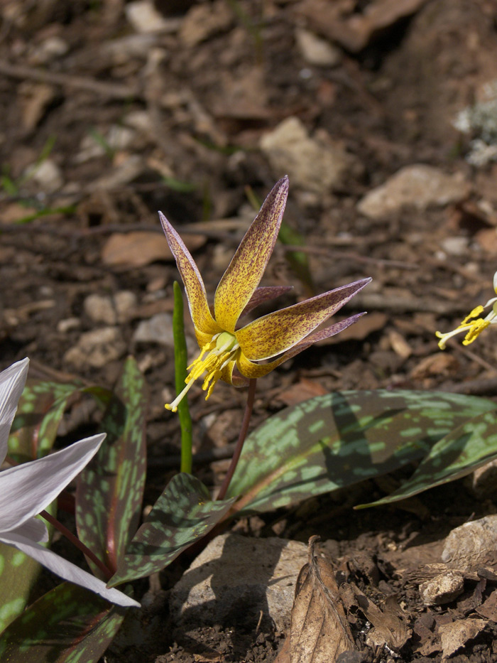 Изображение особи Erythronium caucasicum.