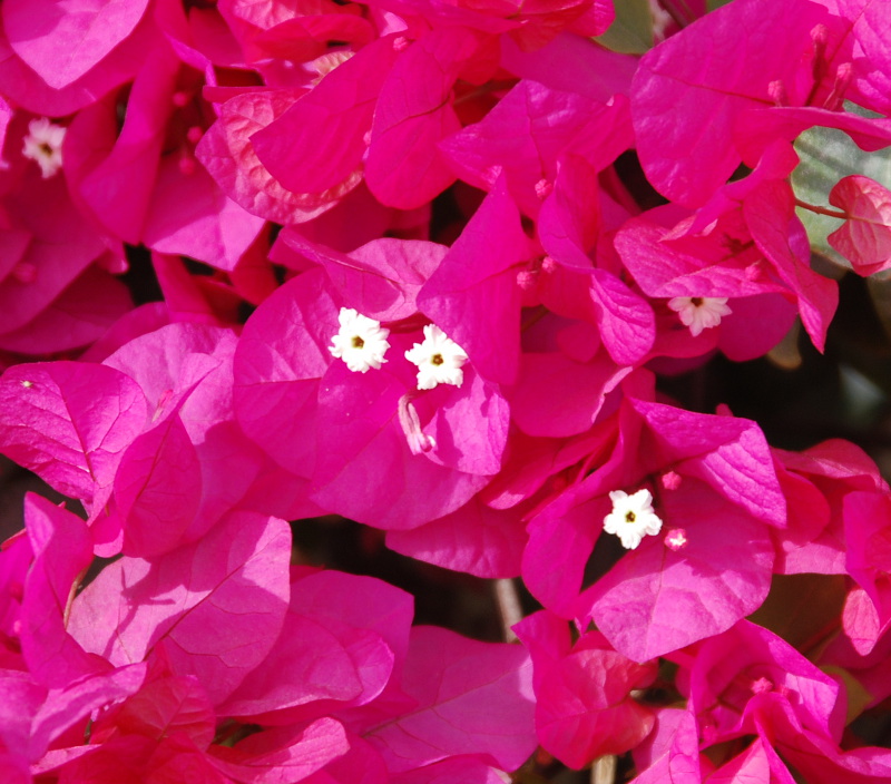 Изображение особи Bougainvillea glabra.