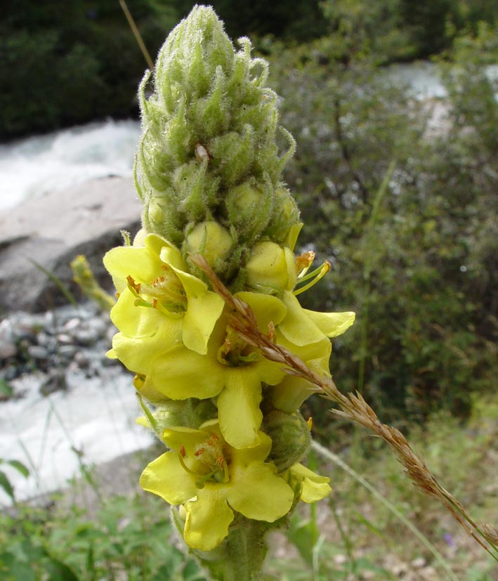 Image of Verbascum thapsus specimen.