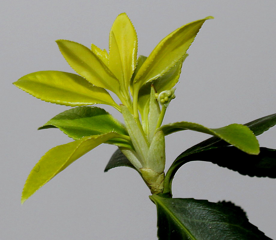 Image of Euonymus fortunei specimen.
