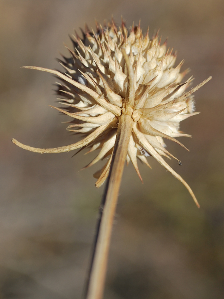 Изображение особи Dipsacus dipsacoides.