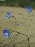 Linum austriacum