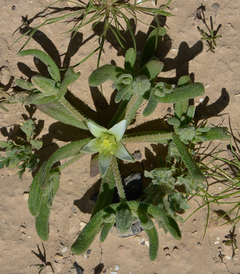 Image of Aizoon hispanicum specimen.