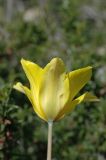 Tulipa brachystemon. Цветок. Казахстан, хр. Шолак, северней вдхр. Капчагай. 26.04.2013.