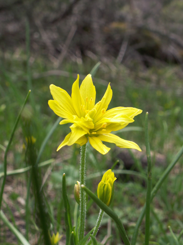 Image of genus Gagea specimen.