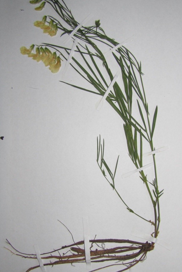 Image of Lathyrus lacteus specimen.