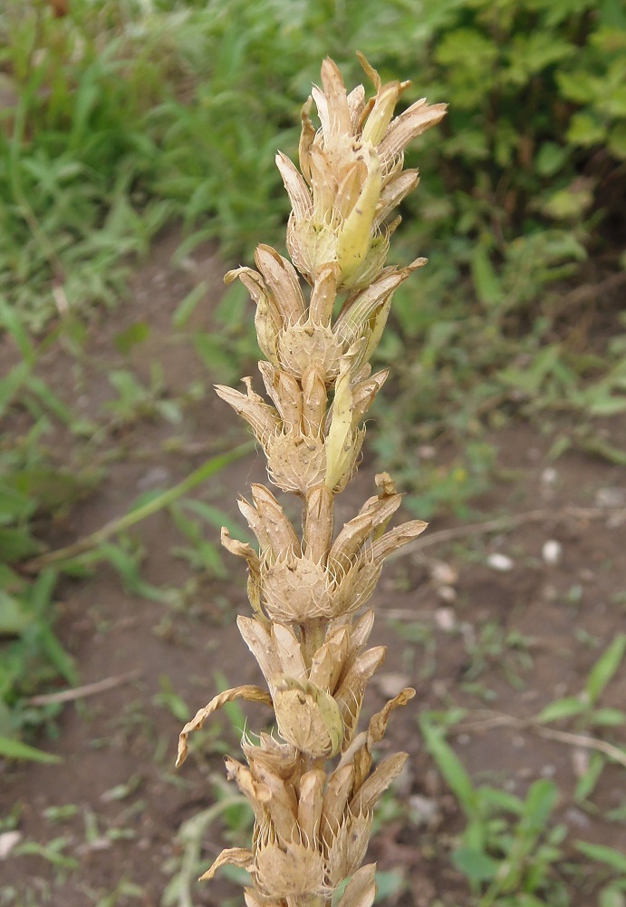 Image of Lallemantia peltata specimen.