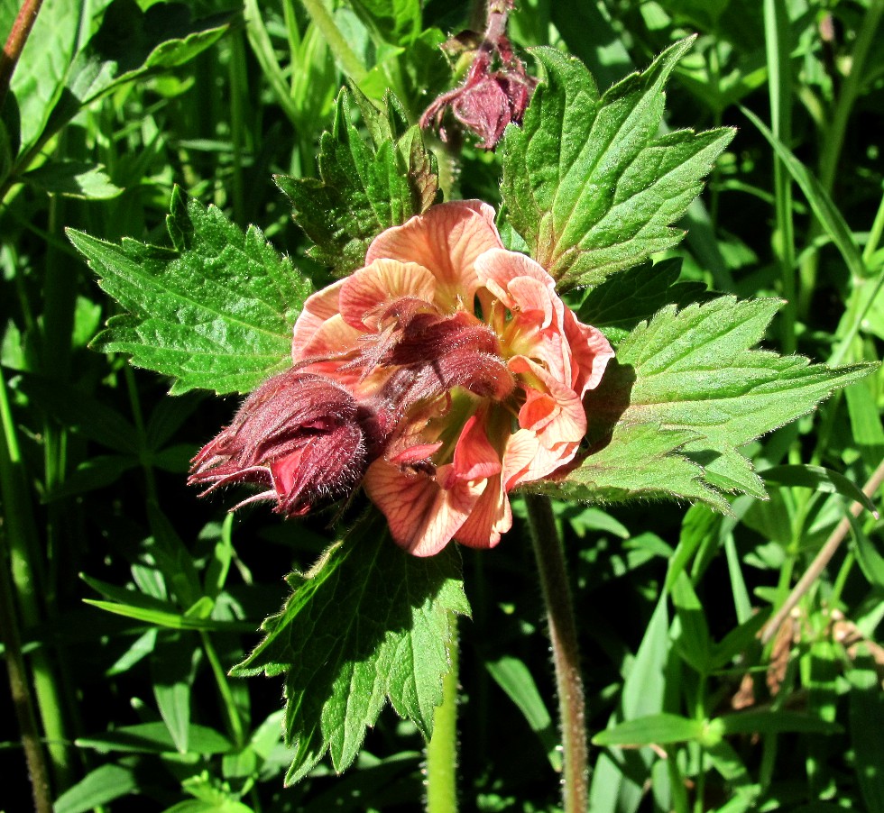 Image of Geum rivale specimen.