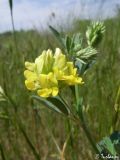 Medicago falcata