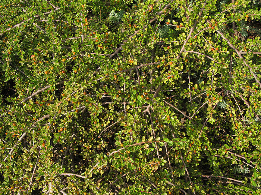 Image of Cotoneaster horizontalis specimen.