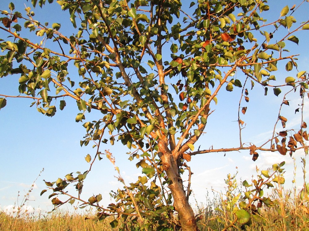 Image of Pyrus communis specimen.