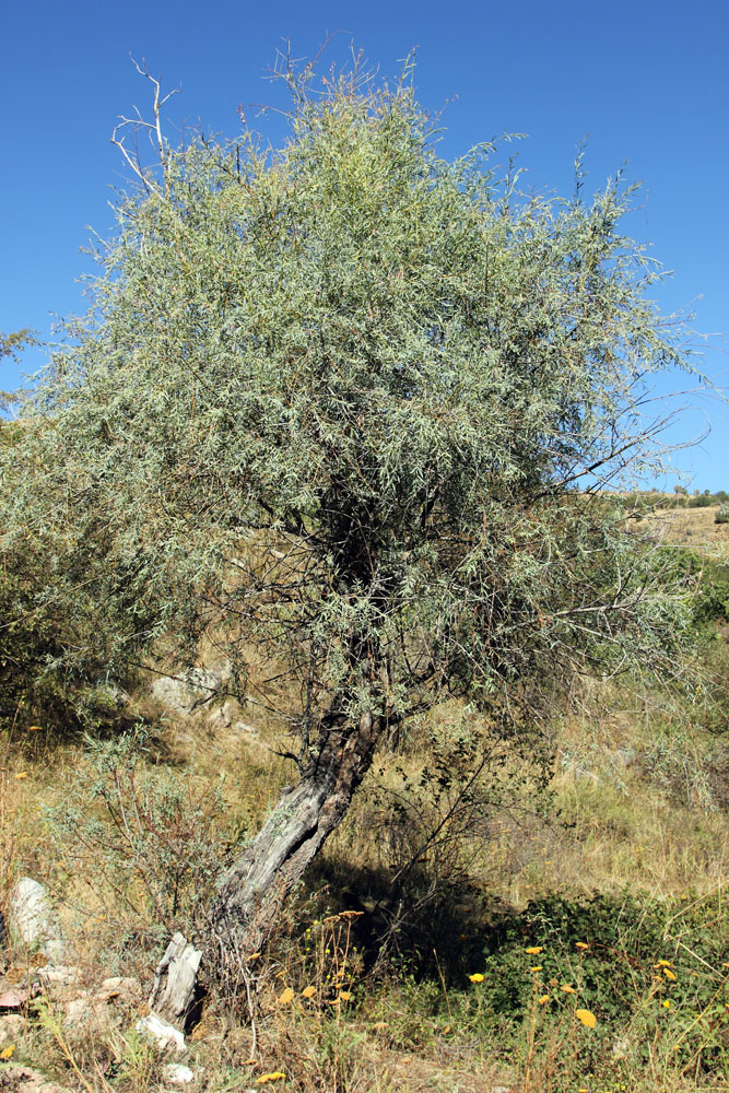 Image of Salix blakii specimen.