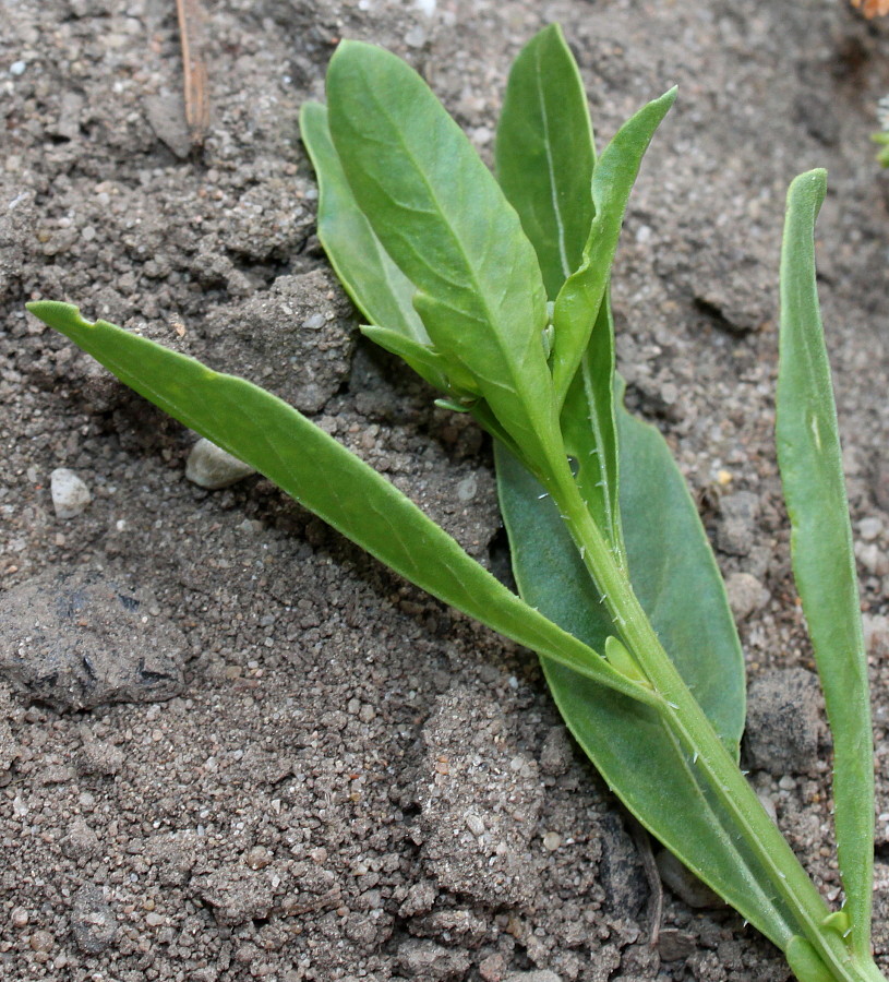 Image of Reseda odorata specimen.