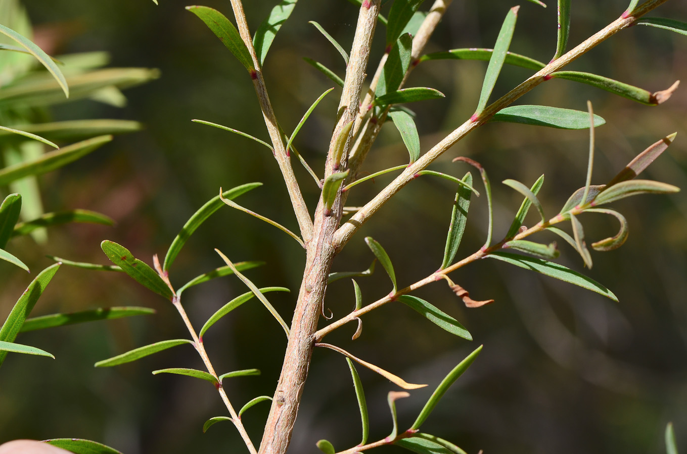 Image of Melaleuca linariifolia specimen.