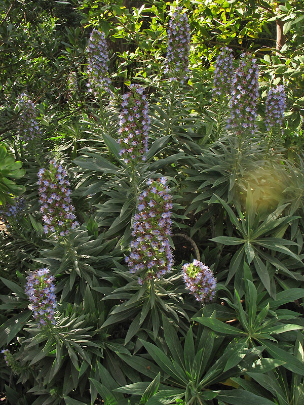 Image of Echium acanthocarpum specimen.