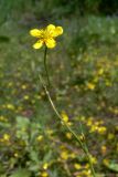 Ranunculus reptans. Верхушка цветущего растения. Свердловская обл., окр. г. Североуральск, подтапливаемый берег заводи. 07.07.2013.