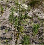 Achillea cartilaginea. Цветущее растение. Чувашия, окр. г. Шумерля, полянка возле ГНС. 30 июня 2009 г.